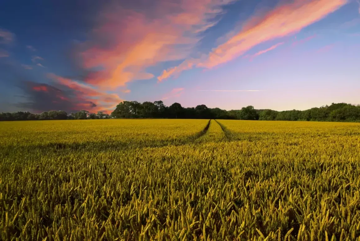 Welsh Government’s Sustainable Farming Scheme Roadshows Not 'Formal Information Gathering Exercises