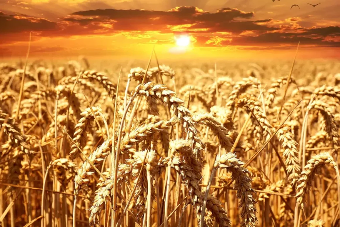 Labour Government Votes Against Supporting Welsh Farmers